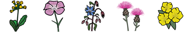 Wildflower Symbols