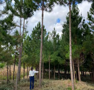 Widgit trees planting in Malawi