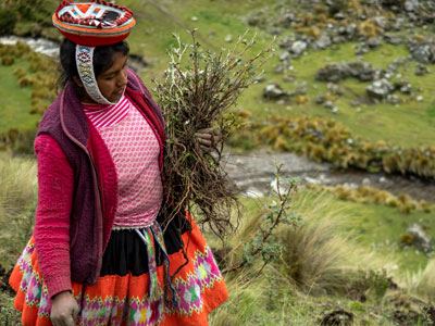 Widgit trees planting in Peru