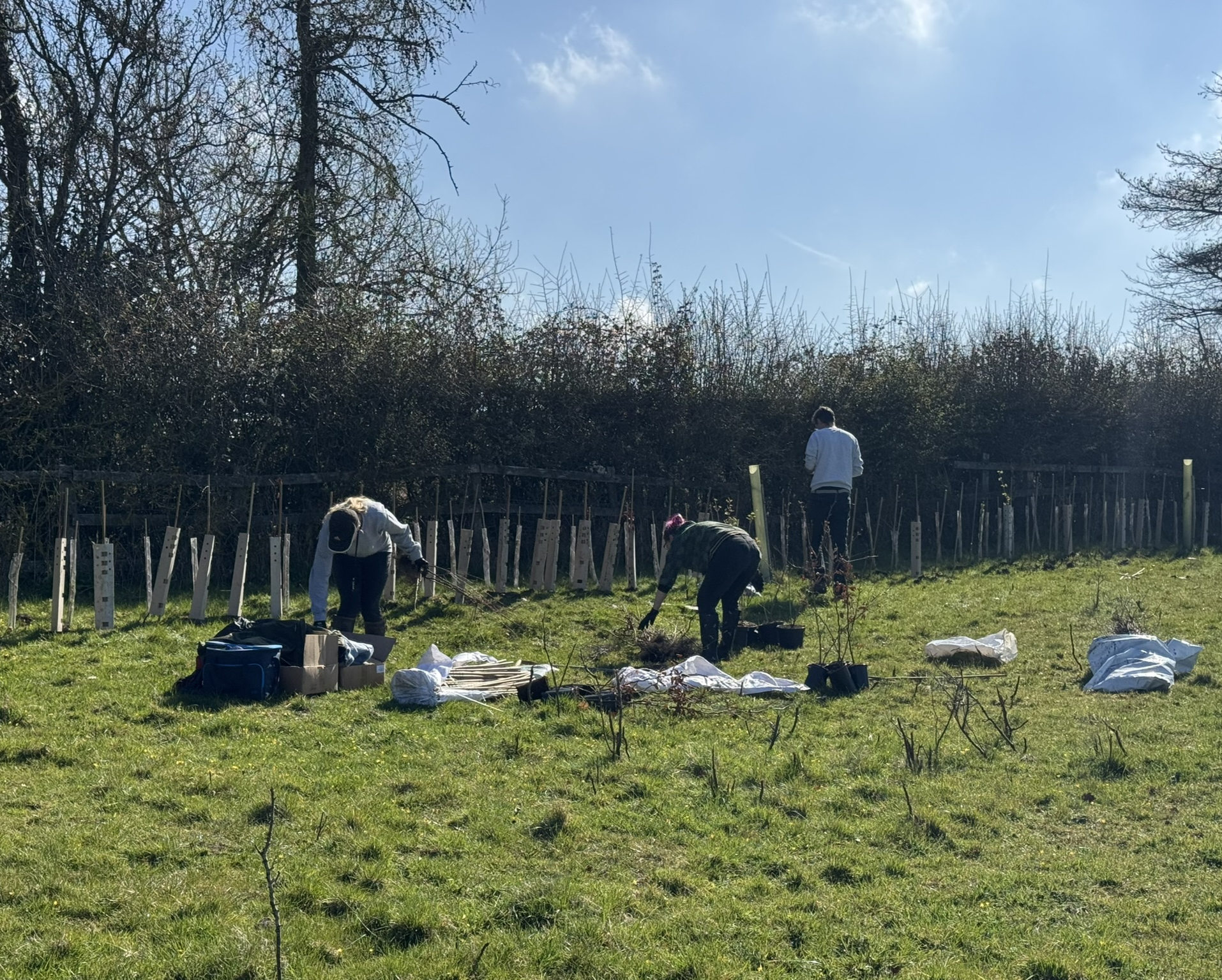Widgit planting trees