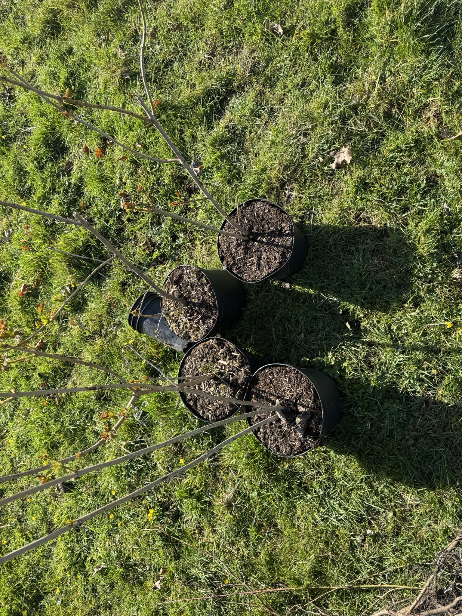 Widgit planting trees