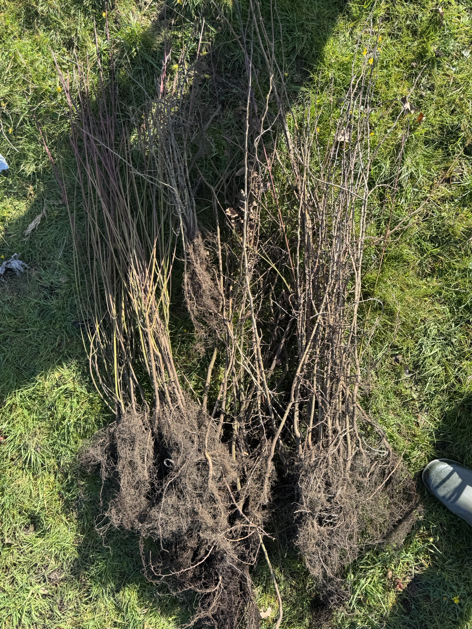 Widgit planting trees