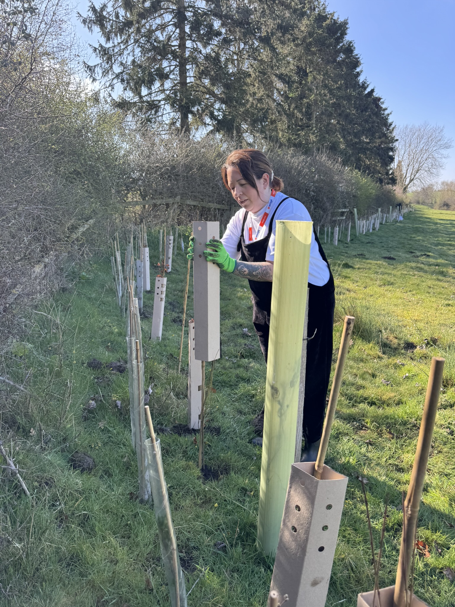 Widgit planting trees