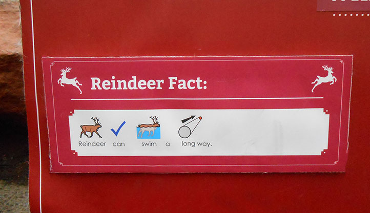 Reindeer facts