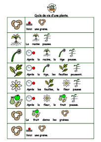 Life Cycle of plants