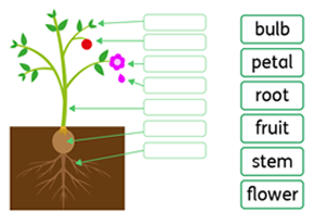 Parts of a plant