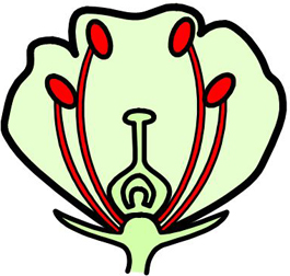 Stamen