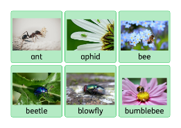 Minibeasts display cards