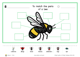 Minibeasts labelling activity