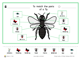 Minibeasts labelling activity