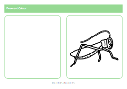 Minibeasts draw and colour activity