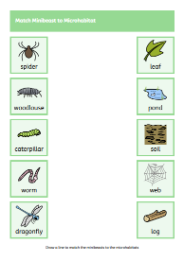 Minibeasts sorting activity