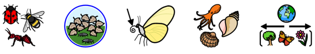 Minibeasts Symbols