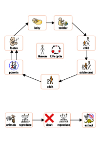 Life cycle chart