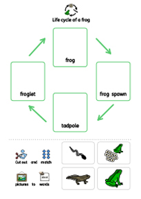 Life cycle of a frog teaching activity