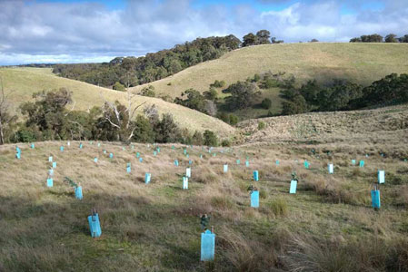 Widgit trees plantingin Australia